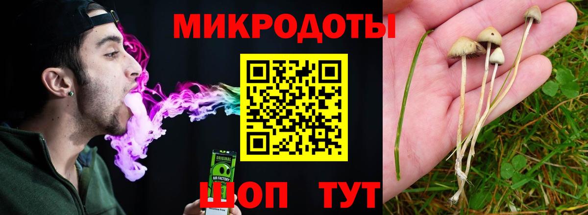 Псилоцибиновые грибы Psilocybe Каменка